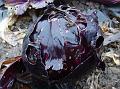 2012-1222-1420_Red_Cabbage_12,6C